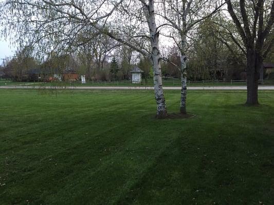 The lawn after the cut. The yard looks great!