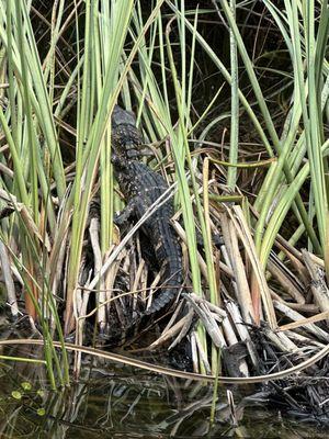 1 1/2 year old in the grass.  Taken from the airboat.