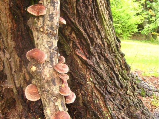 Come and enjoy shiitake mushrooms: fresh, dried, or grow your own on logs.  Classes available too, to learn to grow your own.