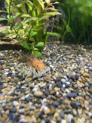 Calico bristlenose pleco