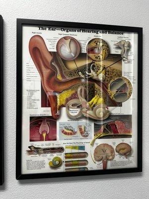 Nevada Ear + Sinus Institute