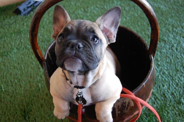 3 month old Coop! Baby in a bucket