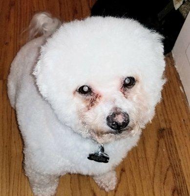 My Prince looking sharp with his cute pom pom head!