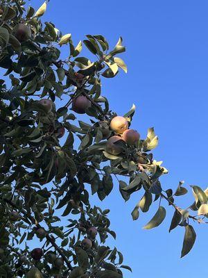 Apple trees out back!