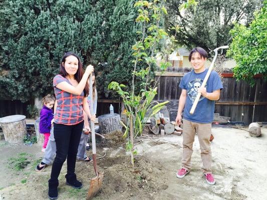 Asian pear 15 gallon only $49