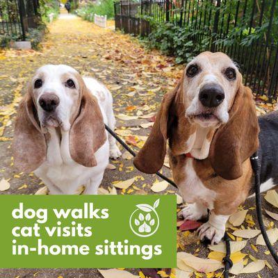 Bella and Dexter are a dynamic Basset Hound duo! They sure love exploring the neighborhood with their Pet Care Specialist!