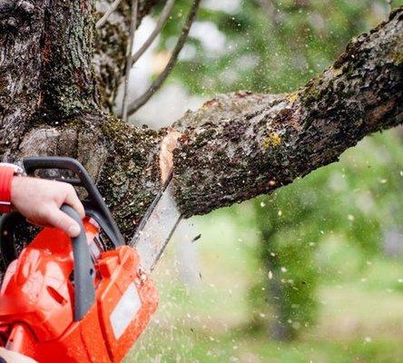 Best in  Tree Trimming