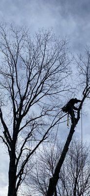 Tree care of SWFL