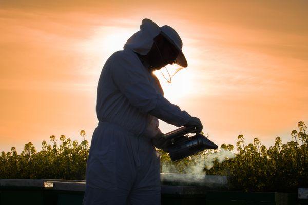 Tending bees at 2227 University Parkway, Sarasota