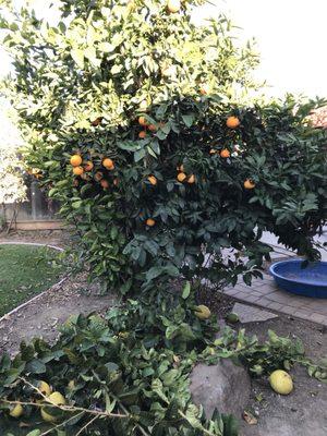 One of the citrus trees before the trimming :( Branches were falling bec of the oversized fruit!