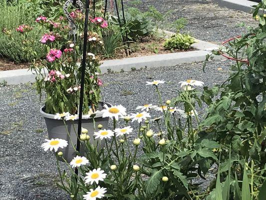 Community garden