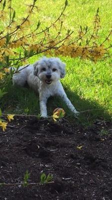 Lounging in the yard after his hair cut!