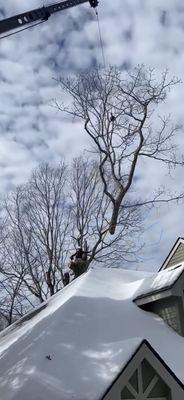 Tree top lifted by crane over large home.