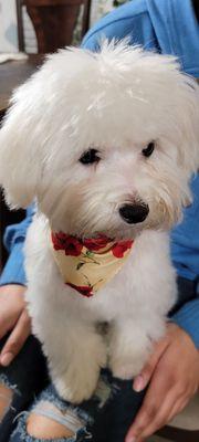 Maltipoo cut