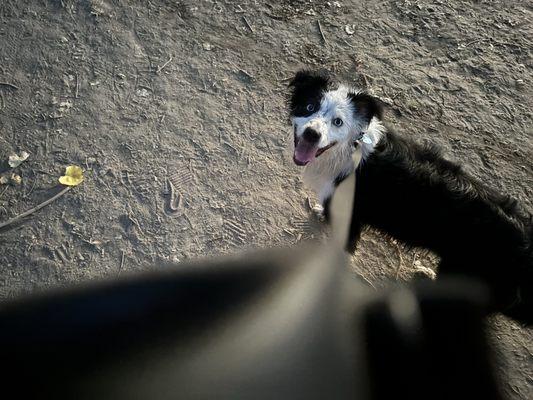 Roxi at the Sutters Landing American River!!