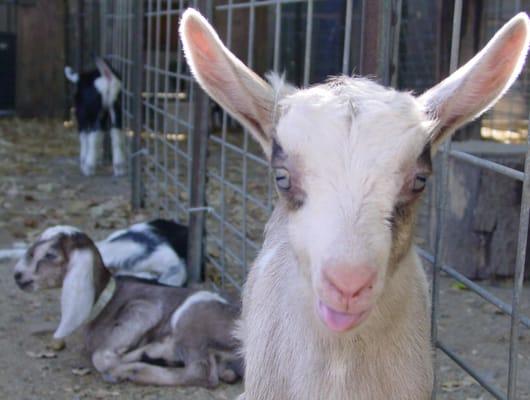 visit our website for more cute baby goat pics & info on our next scheduled farm tours.