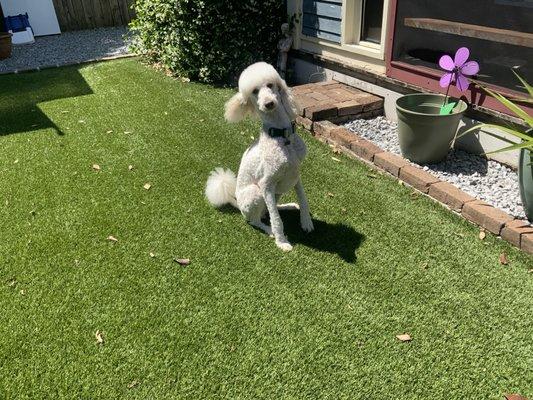 Portrait of a well-groomed poodle in motion.