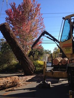 Tree Removal With Crane in Sebastopol