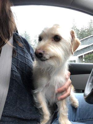 They did a hand pull to eliminate all his dead hairs and trimmed around his face. The groomer spruced him up like the handsome man he is.