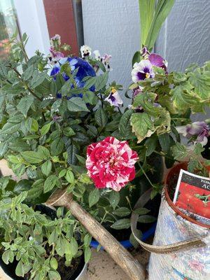 My Grocery Outlet, Lakeport, CA mini rose (called 4th of July) is blooming!!!. It looks like a candy cane stripe to me--LOVE IT!!