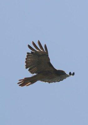 Cottonwood Creek Greenbelt Bird. Photo by Happy Tails Pet Pal, LLC.