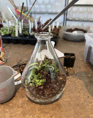 Roosevelt's Terrariums