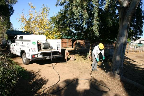 This Eucayptus tree is receiving a soil injection to manage the Lerp Psyllid infestastion.