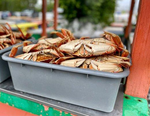 Fresh Cooked Oregon Dungeness Crabs