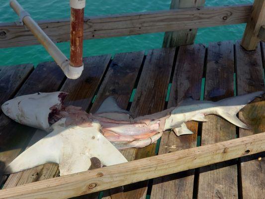 A dead shark that someone caught