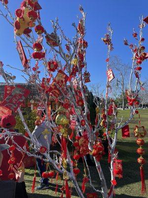 Money tree for luck