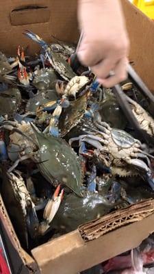 Reasonably priced live blue crabs.