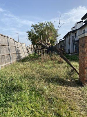 Tree and fence falling