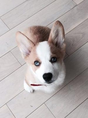 Buddha, ready for his dog walk!