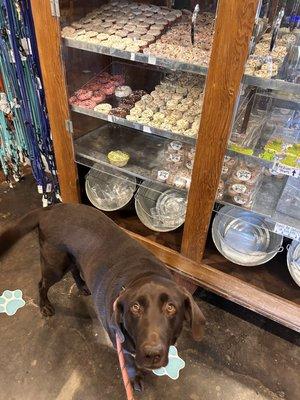 Buster waiting for his treat.