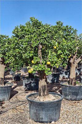 Citrus trees