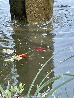 Koi pond!