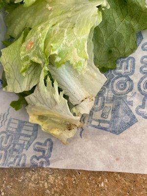 Dirty romaine from my lettuce wrap