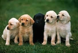 WHO DOESNT LOVE PUPPIES!