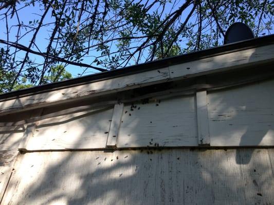 swarm in eaves of abandoned house