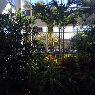 The greenery inside the downstairs waiting space