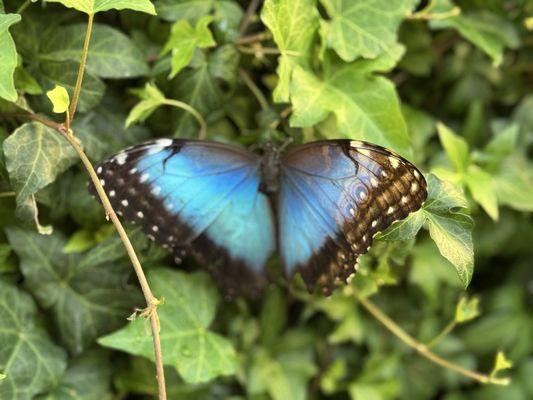 The Original Butterfly House