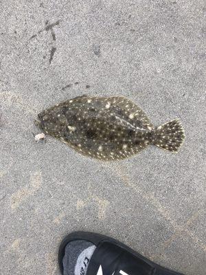 Flounder