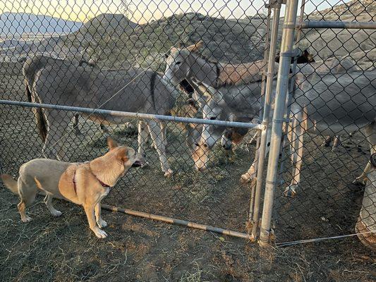 Wild donkeys!