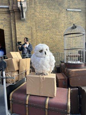 Hedwig