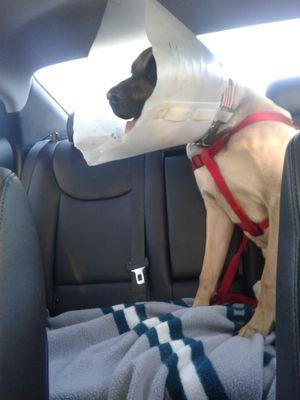 lulu with poop on her cone (e-collar). Gross.