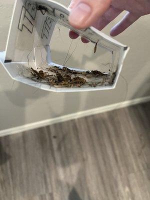 Cricket infestation