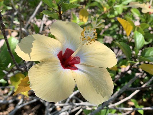 Hibiscus on the patio