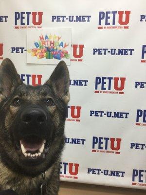 Loki enjoying her 1st birthday at petu