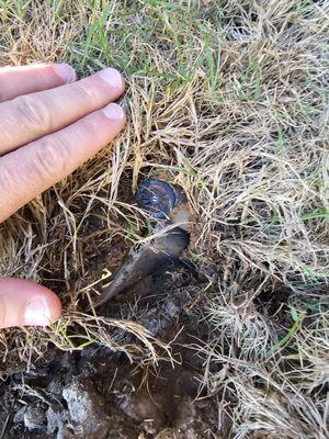 Gently lifting unrooted corner showing depth of filter paper with minimal topsoil.