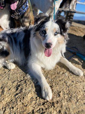 Marble enjoying a hiking day.